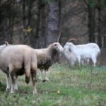 21.11.2020. Tokarnia. Skansen / Robert Felczak / Radio Kielce