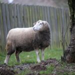 21.11.2020. Tokarnia. Skansen / Robert Felczak / Radio Kielce