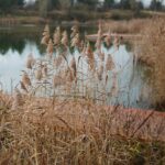 28.11.2020. Lipowica. Zbiornik wodny / Wiktor Taszłow / Radio Kielce