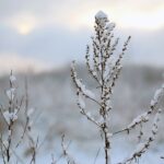 29.11.2020. Kielce. Zima w Kielcach / Wiktor Taszłow / Radio Kielce