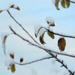 29.11.2020. Kielce. Zima w Kielcach / Wiktor Taszłow / Radio Kielce