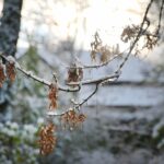 29.11.2020. Kielce. Zima w Kielcach / Wiktor Taszłow / Radio Kielce