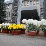 13.11.2020. Kielce. Radio Kielce rozdaje chryzantemy / Wiktor Taszłow / Radio Kielce