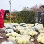 13.11.2020. Kielce. Radio Kielce rozdaje chryzantemy / Wiktor Taszłow / Radio Kielce