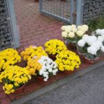 13.11.2020. Kielce. Radio Kielce rozdaje chryzantemy / Wiktor Taszłow / Radio Kielce