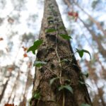 15.11.2020. Kielce. Jesień w lesie / Wiktor Taszłow / Radio Kielce