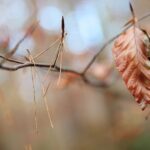 15.11.2020. Kielce. Jesień w lesie / Wiktor Taszłow / Radio Kielce