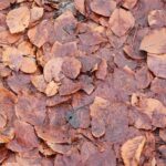 15.11.2020. Kielce. Jesień w lesie / Wiktor Taszłow / Radio Kielce