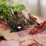 15.11.2020. Kielce. Jesień w lesie / Wiktor Taszłow / Radio Kielce