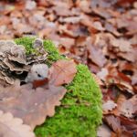 15.11.2020. Kielce. Jesień w lesie / Wiktor Taszłow / Radio Kielce