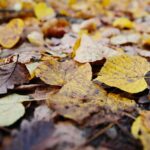 15.11.2020. Kielce. Jesień w lesie / Wiktor Taszłow / Radio Kielce