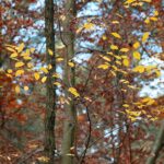 15.11.2020. Kielce. Jesień w lesie / Wiktor Taszłow / Radio Kielce