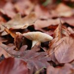 15.11.2020. Kielce. Jesień w lesie / Wiktor Taszłow / Radio Kielce