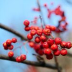 15.11.2020. Kielce. Jesień w lesie / Wiktor Taszłow / Radio Kielce