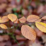 15.11.2020. Kielce. Jesień w lesie / Wiktor Taszłow / Radio Kielce