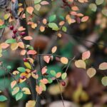 15.11.2020. Kielce. Jesień w lesie / Wiktor Taszłow / Radio Kielce