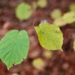 15.11.2020. Kielce. Jesień w lesie / Wiktor Taszłow / Radio Kielce