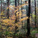 15.11.2020. Kielce. Jesień w lesie / Wiktor Taszłow / Radio Kielce