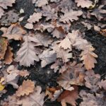 15.11.2020. Kielce. Jesień w lesie / Wiktor Taszłow / Radio Kielce