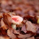 15.11.2020. Kielce. Jesień w lesie / Wiktor Taszłow / Radio Kielce