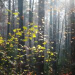 15.11.2020. Kielce. Jesień w lesie / Wiktor Taszłow / Radio Kielce