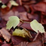 15.11.2020. Kielce. Jesień w lesie / Wiktor Taszłow / Radio Kielce