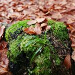 15.11.2020. Kielce. Jesień w lesie / Wiktor Taszłow / Radio Kielce