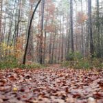 15.11.2020. Kielce. Jesień w lesie / Wiktor Taszłow / Radio Kielce