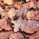 15.11.2020. Kielce. Jesień w lesie / Wiktor Taszłow / Radio Kielce