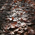 15.11.2020. Kielce. Jesień w lesie / Wiktor Taszłow / Radio Kielce