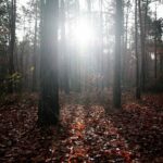 15.11.2020. Kielce. Jesień w lesie / Wiktor Taszłow / Radio Kielce