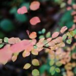 15.11.2020. Kielce. Jesień w lesie / Wiktor Taszłow / Radio Kielce