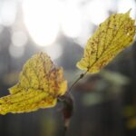 15.11.2020. Kielce. Jesień w lesie / Wiktor Taszłow / Radio Kielce