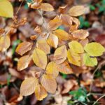 15.11.2020. Kielce. Jesień w lesie / Wiktor Taszłow / Radio Kielce