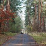 15.11.2020. Kielce. Jesień w lesie / Wiktor Taszłow / Radio Kielce