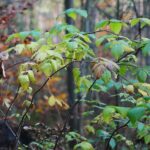 15.11.2020. Kielce. Jesień w lesie / Wiktor Taszłow / Radio Kielce