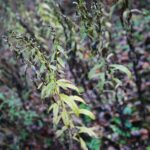 15.11.2020. Kielce. Jesień w lesie / Wiktor Taszłow / Radio Kielce