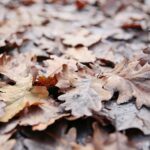 15.11.2020. Kielce. Jesień w lesie / Wiktor Taszłow / Radio Kielce