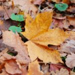 15.11.2020. Kielce. Jesień w lesie / Wiktor Taszłow / Radio Kielce