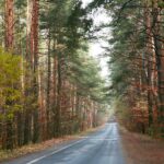 15.11.2020. Kielce. Jesień w lesie / Wiktor Taszłow / Radio Kielce