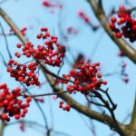 15.11.2020. Kielce. Jesień w lesie / Wiktor Taszłow / Radio Kielce