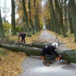 31.10.2020 Oblęgorek. Wycinka starych drzew w Alei Lipowej / strawczyn.pl