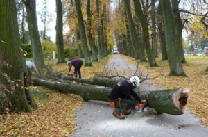 31.10.2020 Oblęgorek. Wycinka starych drzew w Alei Lipowej / strawczyn.pl