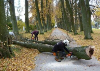 31.10.2020 Oblęgorek. Wycinka starych drzew w Alei Lipowej / strawczyn.pl