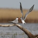 Zdjęcia wyróżnionych w konkursie fotograficznym "Życie jest piękne". Kwiecień Wiesława Bajko / mat. prasowe