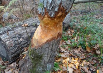 Drzewo uszkodzone przez bobry / Nadleśnictwo Młynary