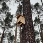 Lasy koneckie. Na zdjęciu schrony dla nietoperzy / Marek Lotarski