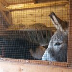 25.12.2020 Działoszyce. Żywa szopka / Anna Surówka