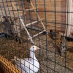 25.12.2020 Działoszyce. Żywa szopka / Anna Surówka