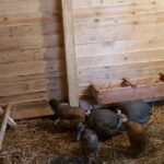 25.12.2020 Działoszyce. Żywa szopka / Anna Surówka